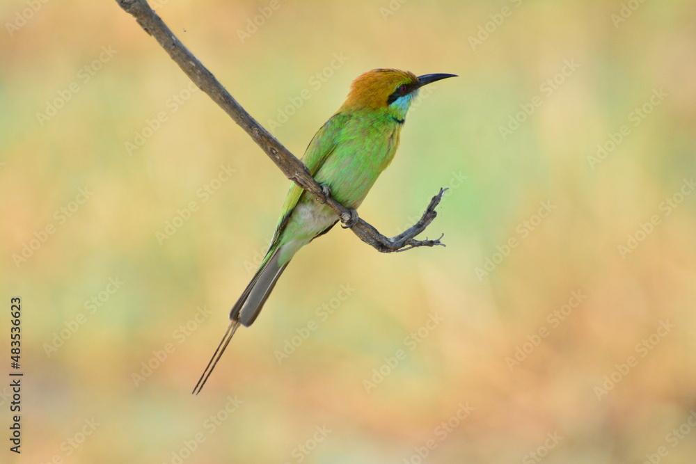 Obraz premium animal, asia, avian, background, beak, beautiful, beauty, bee, bee eater, bird, bird watching, birds, birdwatching, blue, branch, closeup, color, colorful, conservation, couple, eater, environment