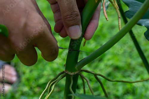 Hand of gardener holding a Philodendron Golden dragon pruning knife to take the cuttings to propagate as a new plant.