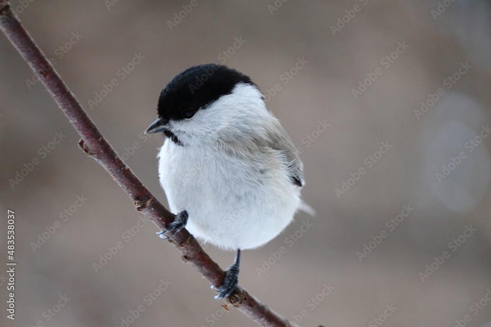 Obraz premium 木の枝にとまるハシブトガラ