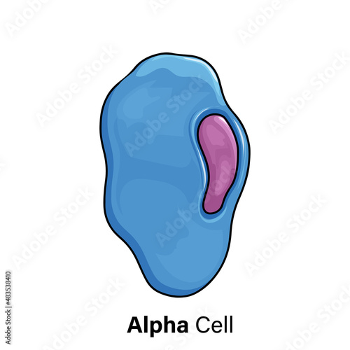 Alpha Cells in Islets of Langerhans, Vector Illustration of Glucagon Secreting Endocrine Cells, White Background