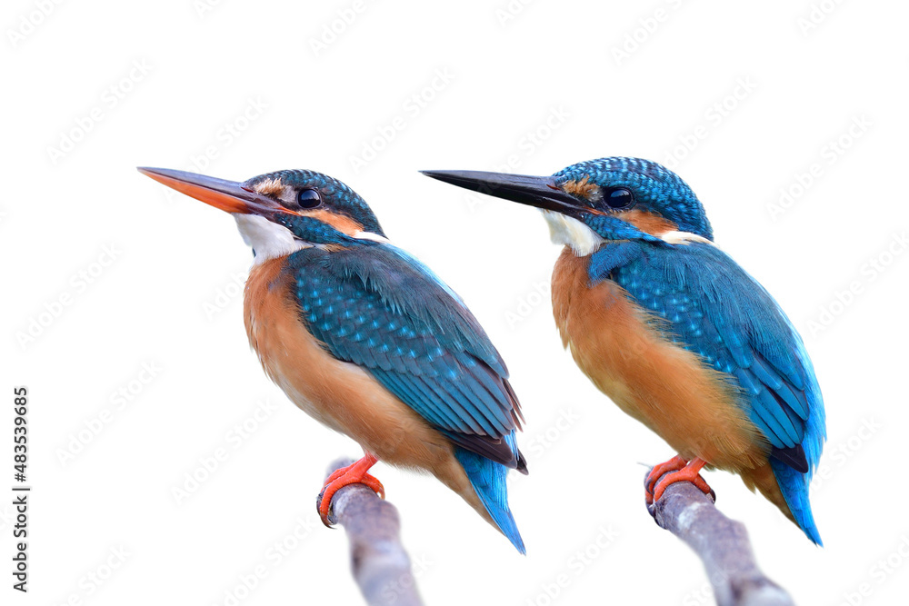 Fototapeta premium Common kingfisher comparison in isolated on white background, female has red lips while male has all black bill