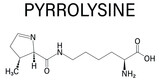 Pyrrolysine or l-pyrrolysine, Pyl, O amino acid molecule. Skeletal formula.
