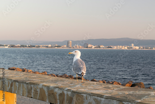 Wallpaper Mural Bird over walls in Nesebar, near Sunny beach resort Torontodigital.ca
