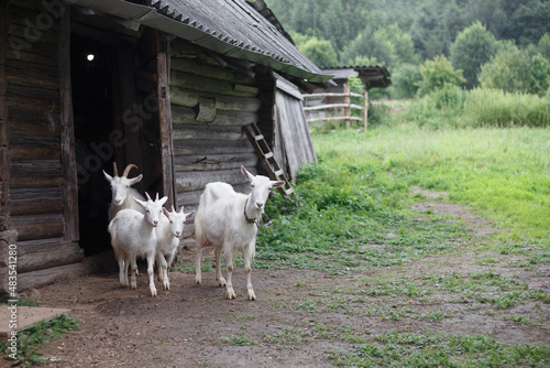Many white, horned animals goats and koschlyat, spring, they run from the barn to eat grass. 