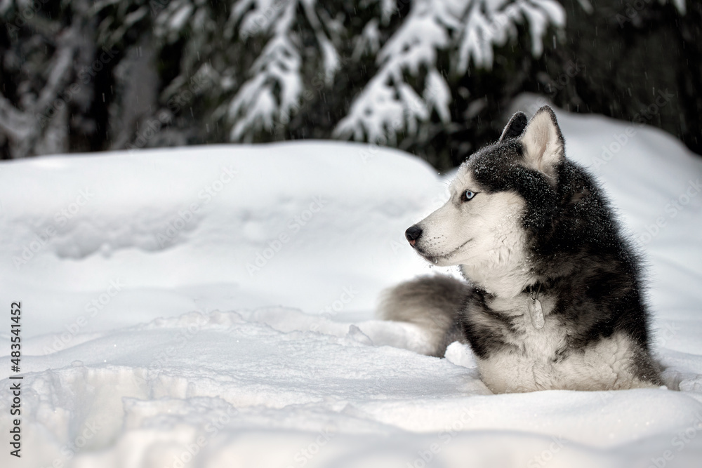 Husky dog lying in the snow on snowdrift.