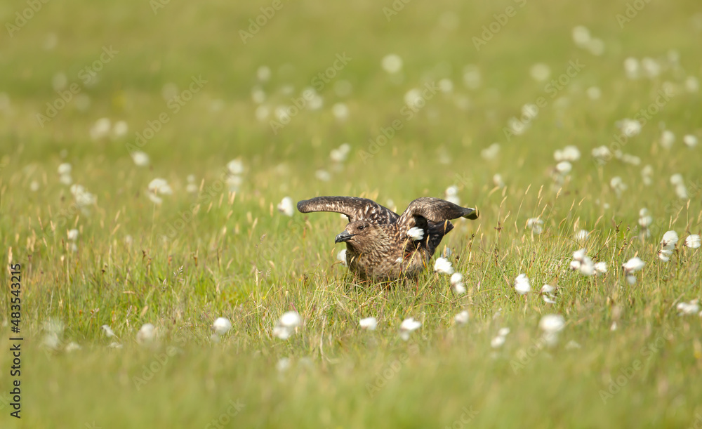 Close-up of a Great skua Bonxie in a meadow Close-up of a Great skua Bonxie in a meadow