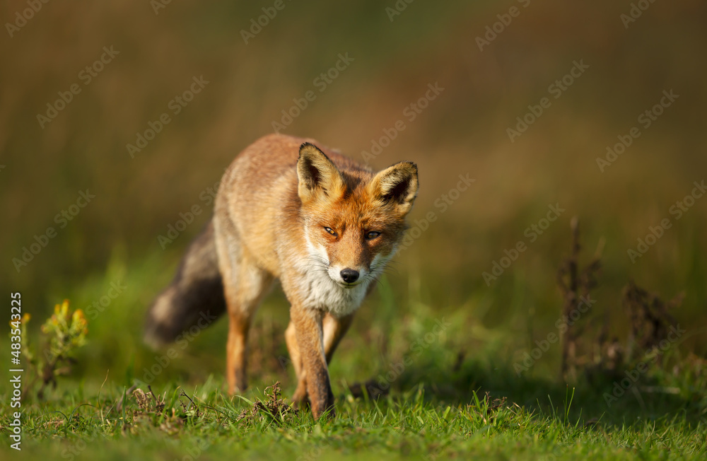 Close up of a red fox in the morning light Close up of a red fox in the morning light