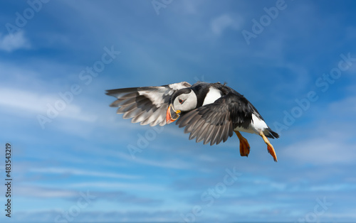 Close up of an Atlantic puffin in flight