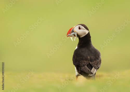 Atlantic puffin with sand eels on green grass