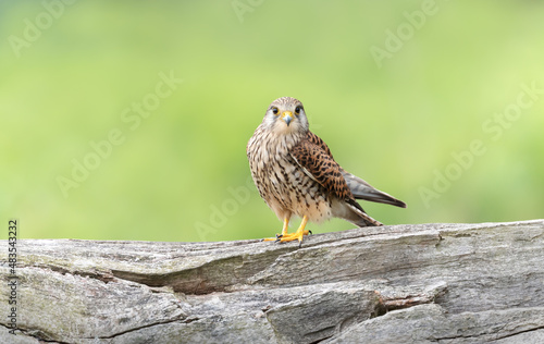 Close up of a common kestrel perched on a tree