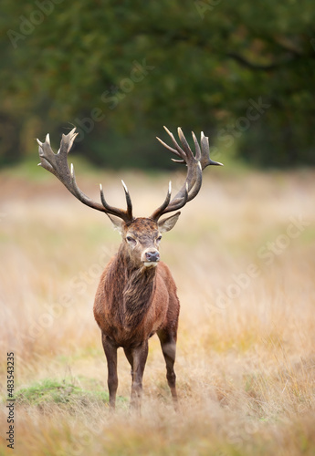 Close up of a red deer stag standing in a field of grass