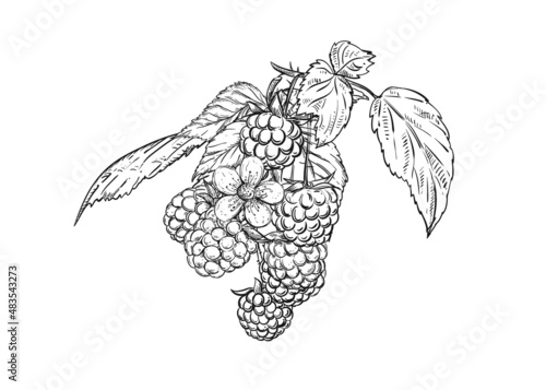 Hand drawn sketch black and white of raspberry branch, berry, leaf, flowers. Vector illustration. Elements in graphic style label, card, sticker, menu, package. Engraved style illustration.