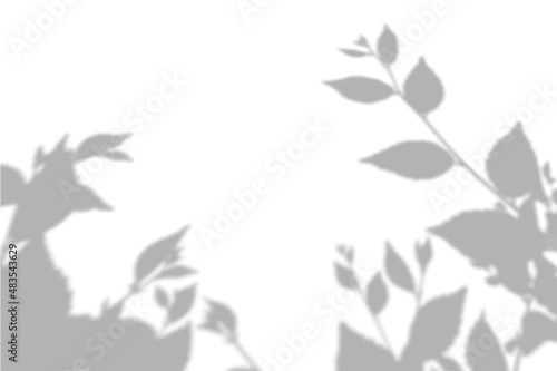 Summer background shadows from elm leaves on a white wall. White and black background for overlay on mockup © Natika_art