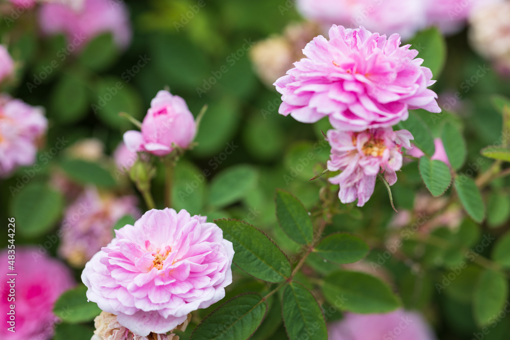 バラ rose de meaux バラ rose de meaux