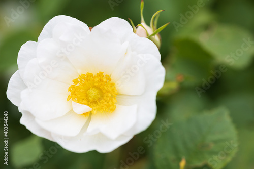 バラ alba semi-plena