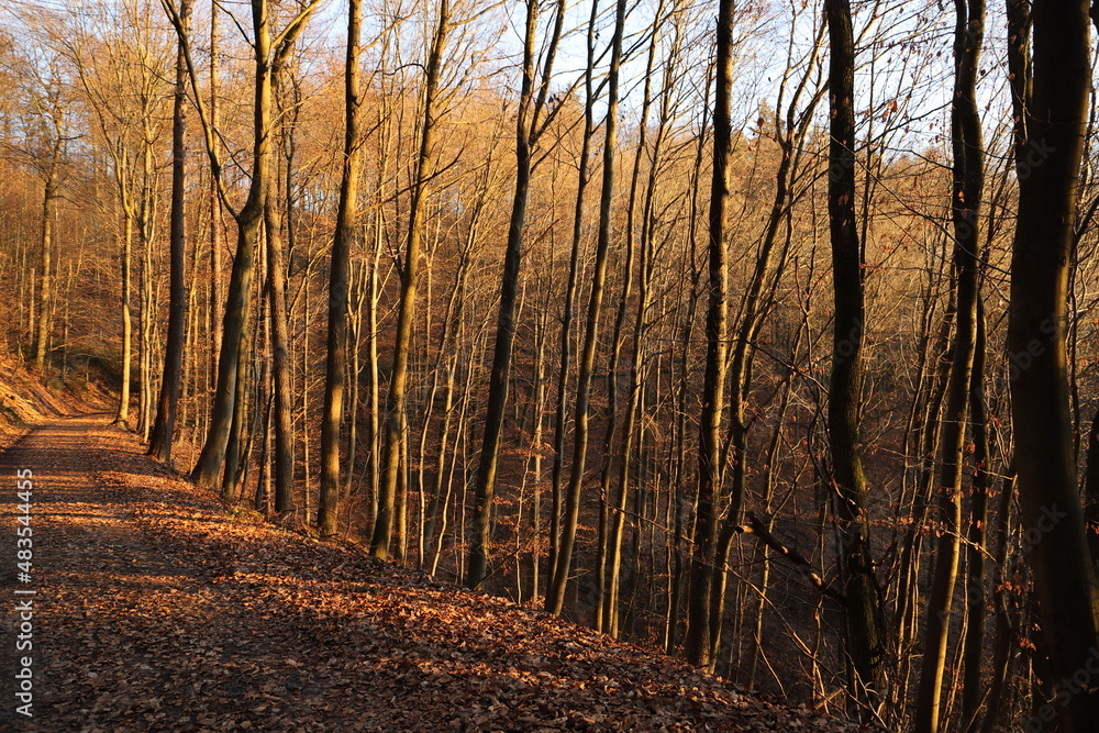 an autumn landscape in the forest with sunshine 