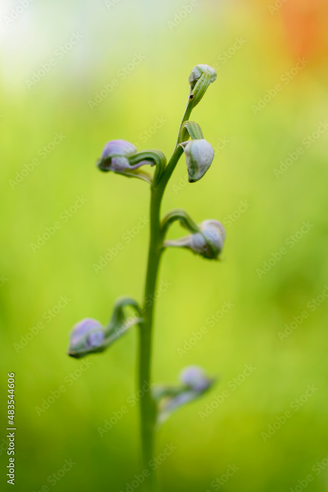 Orchid Ophrys apifera in close up with green bokeh Orchid Ophrys apifera in close up with green bokeh