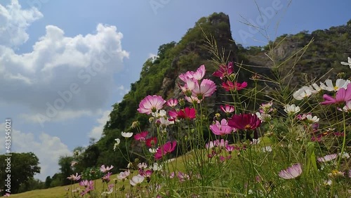 Cosmos flower field in the mountain with blue sky and cloud. colorful blossom cosmos flowers. 