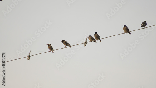 電線に止まった数羽の鳥 photo