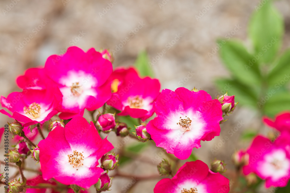 Obraz premium バラ red yesterday