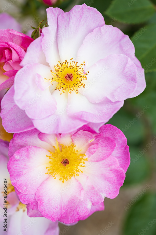 Fototapeta premium バラ escapade