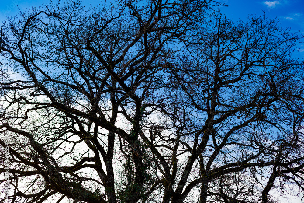 arbre arbre