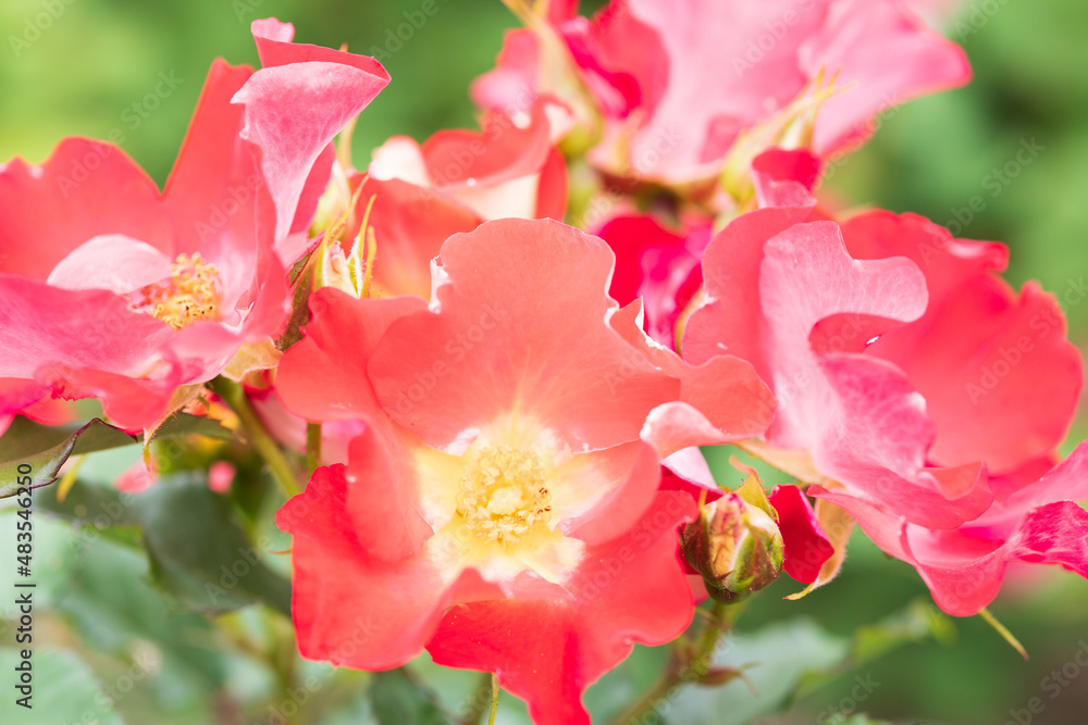 Obraz premium バラ ビーバップ