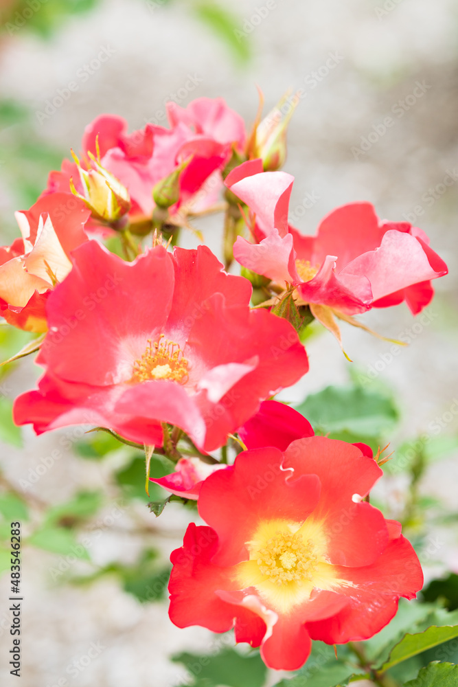 Obraz premium バラ ビーバップ