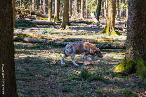 Angry wolf on the hunt