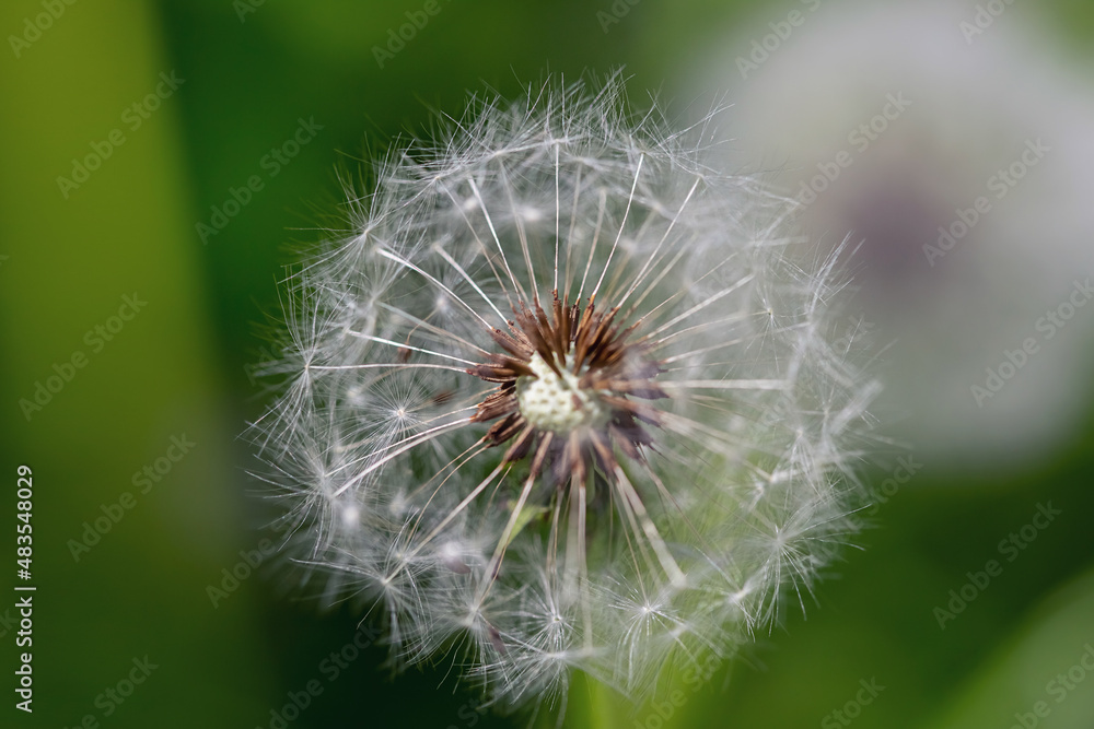 Fototapeta premium Bud of a dandelion. Dandelion white flower in green grass close up view