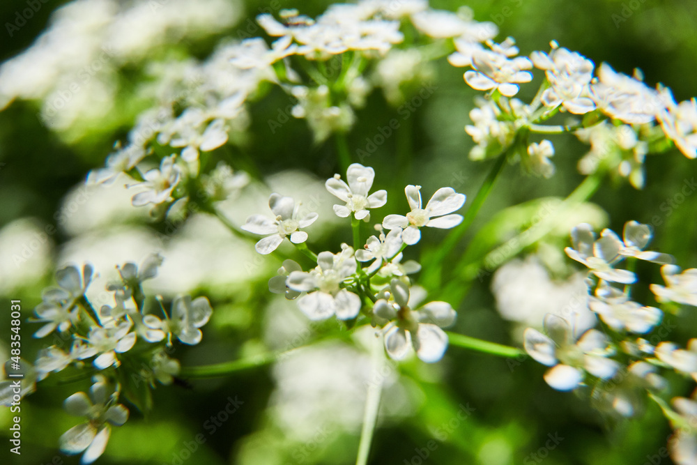 A plant shot with a macro lens A plant shot with a macro lens