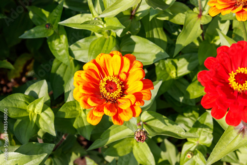 Billede på lærred Semi-double orange zinnia of the 'Thumbelina' variety (Zinnia elegans) in the ga