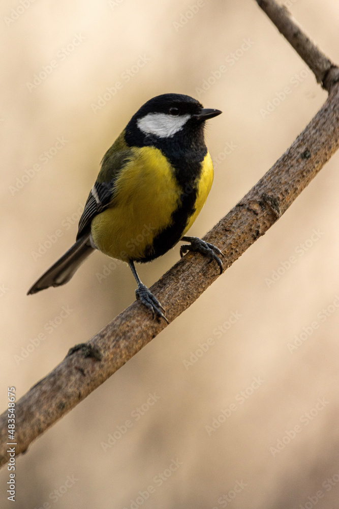 Naklejka premium yellow backed shrike