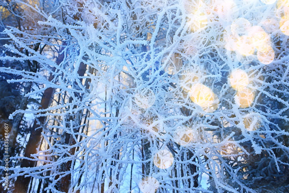 Obraz premium branches covered with frost background abstract winter december view