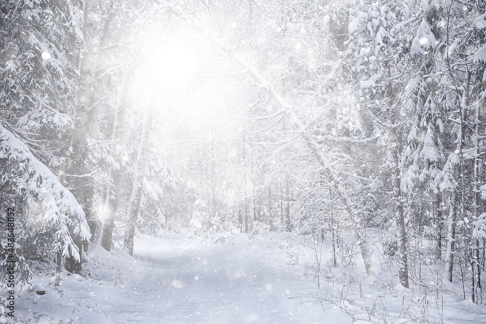 Fototapeta premium winter background snowfall trees abstract blurred white