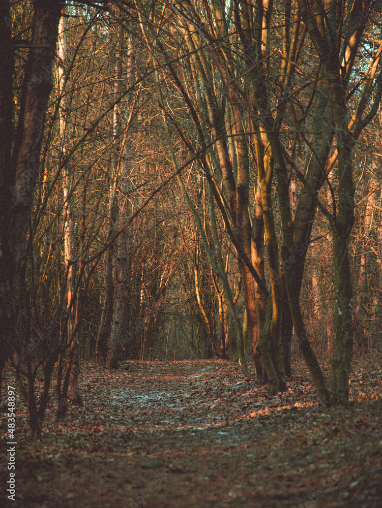 Obraz premium autumn in the forest