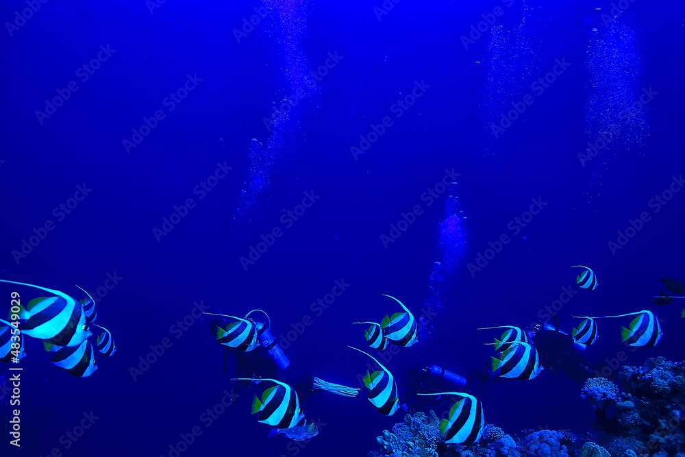Fototapeta premium Butterfly fish underwater flock diving in the sea background wild under water nature