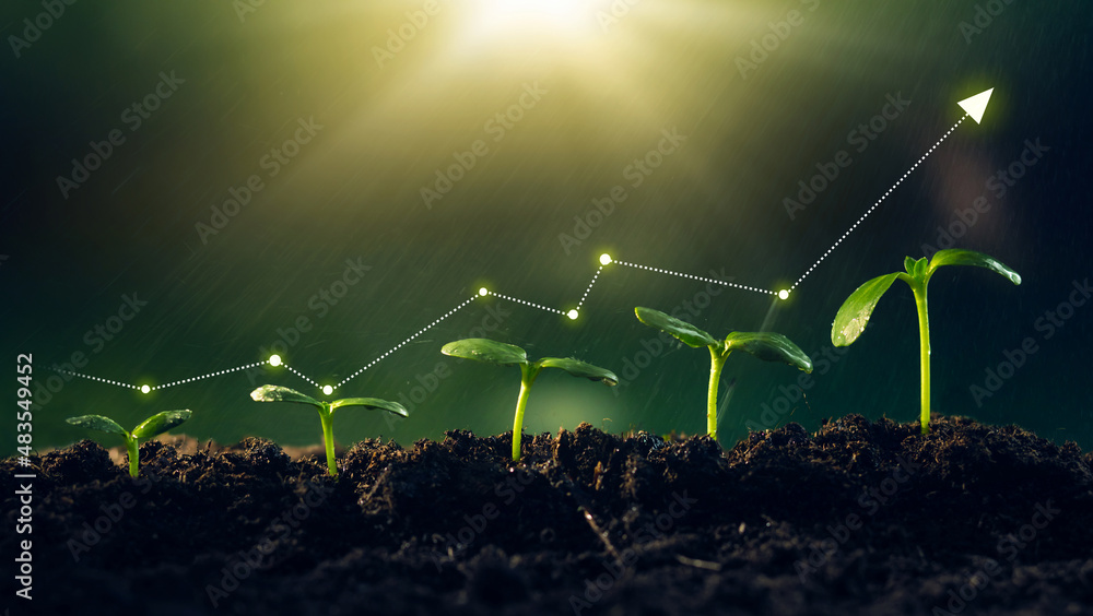Concept of business growth,profit, development and success. Young plants increase on sunny background.Growing money,finance and investment. - obrazy, fototapety, plakaty 