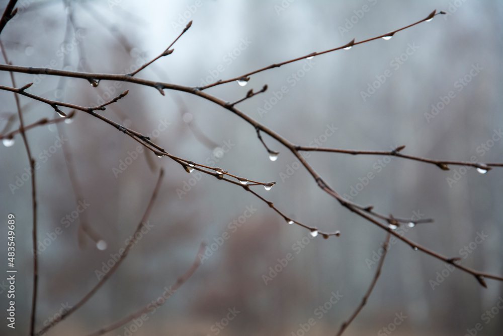 Water drops on branch autumn weather cold rain Water drops on branch autumn weather cold rain