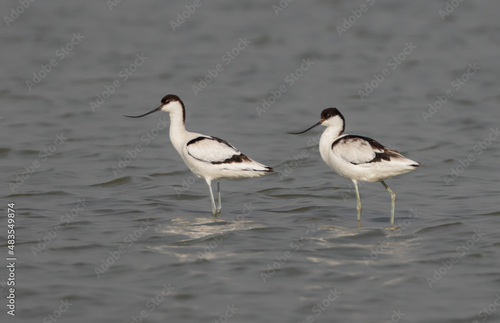 Pied avocet. The pied avocet is a large black and white wader in the avocet and stilt family, Recurvirostridae. Pied avocet. The pied avocet is a large black and white wader in the avocet and stilt family, Recurvirostridae.