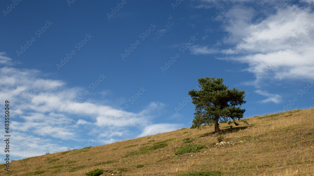 Obraz premium Arbre seul sur la colline