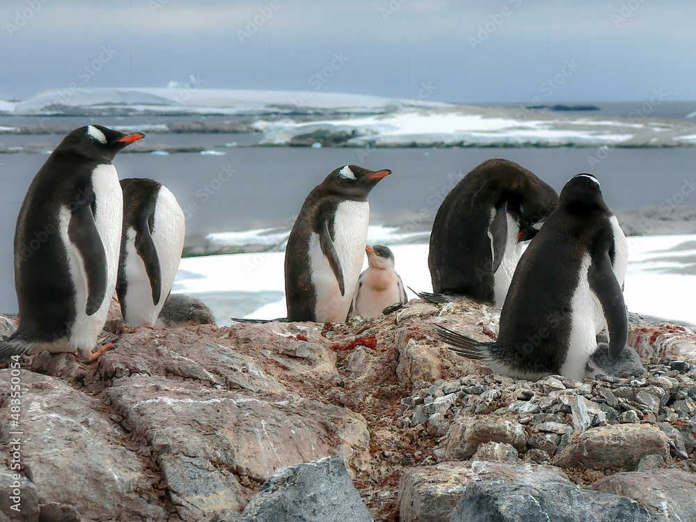 Obraz premium Gentoo Penguins standing on rocks with ocean and ice in the background in Antarctica