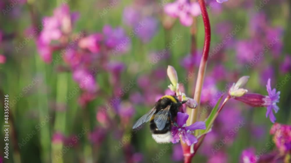 Bumblebee collects nectar from a flower and takes off, slow motion 250p
Bumblebee collects nectar from a flower and takes off, slow motion 250p