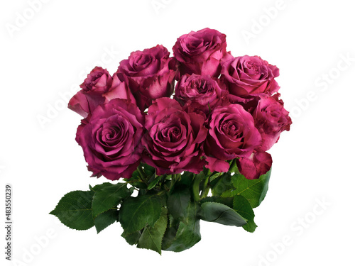 Delicate magenta roses with a green leaves