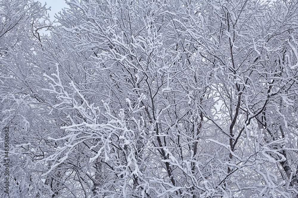 branches covered with frost background abstract winter december view branches covered with frost background abstract winter december view
