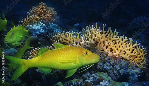coral fish in the red sea underwater photo