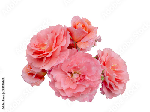 Delicate pink roses with green leaves isolated on white