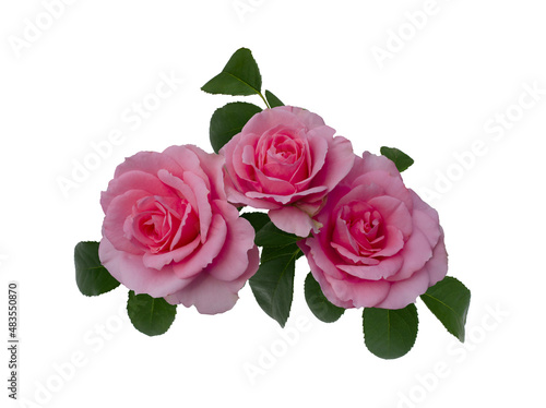 Delicate pink roses with green leaves isolated on white