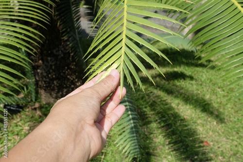 Hand Holding Leaves of Chestnut Dioon Palm photo