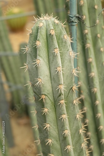 Echinopsis Peruviana Cactus Plant in A Tropical Garden photo